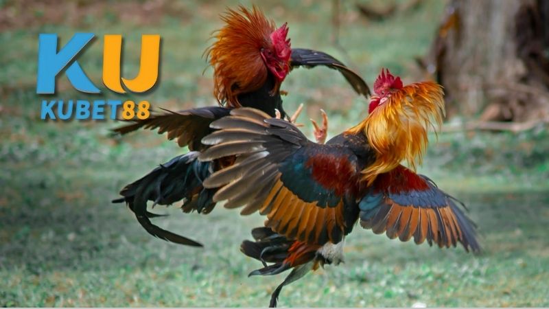 Các Loại Hình Cá Cược Đá Gà Phổ Biến Hiện Nay