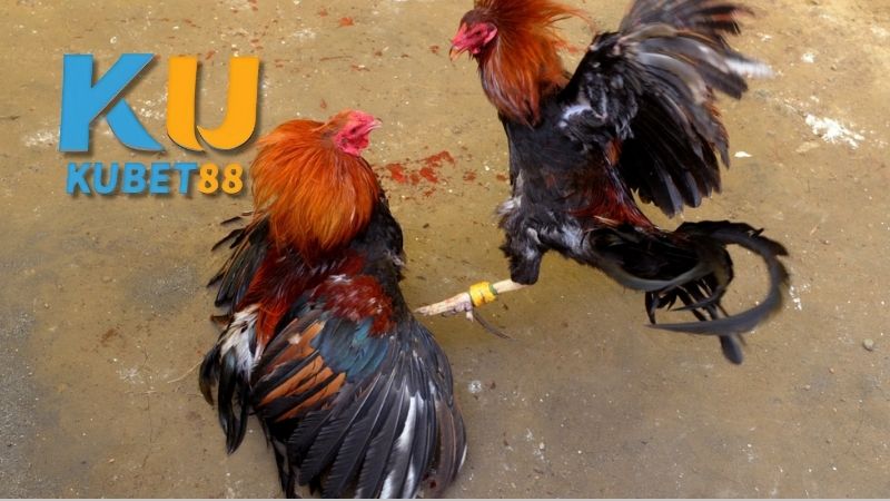 Chiến Thuật Và Kỹ Năng Để Thắng Trong Cá Cược Đá Gà