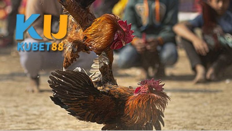 Lịch sử và ý nghĩa của đá gà Campuchia trong nền văn hóa dân tộc