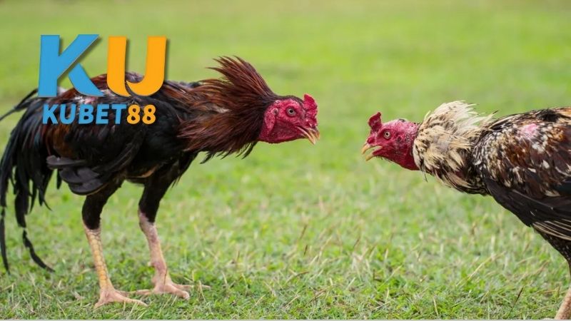 Quy trình chuẩn bị và tổ chức đá gà Campuchia đúng cách