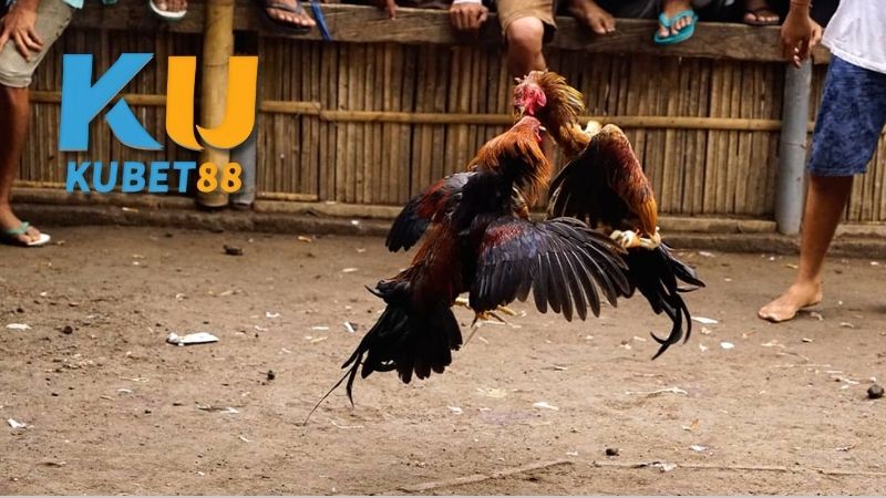 Chiến thuật và kỹ năng thi đấu trong đá gà Campuchia