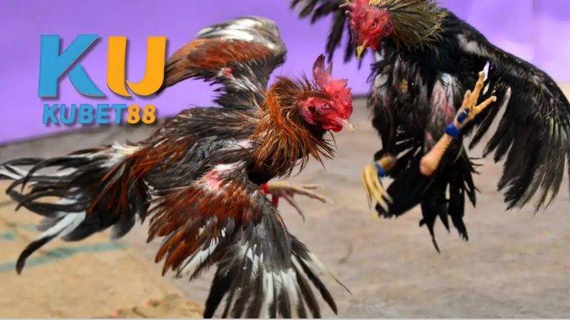 Những đặc điểm nổi bật của gà đá cựa dao