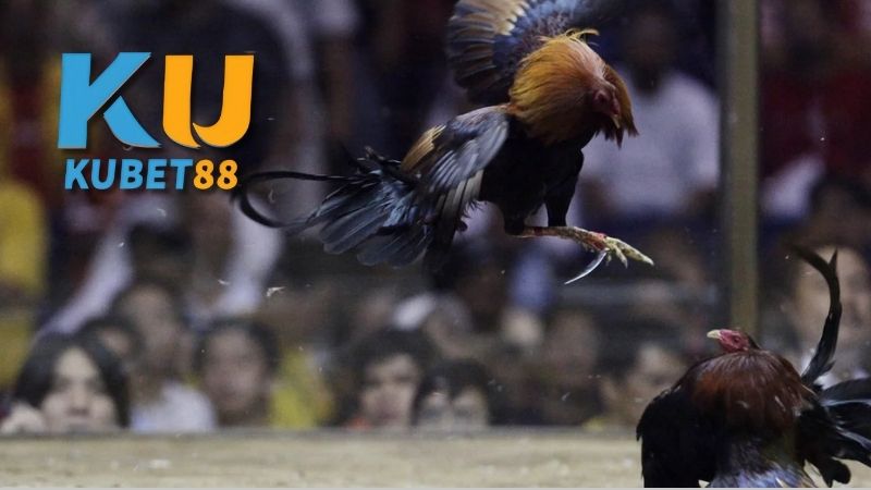 Các chiến thuật và kỹ năng trong đá gà cựa dao