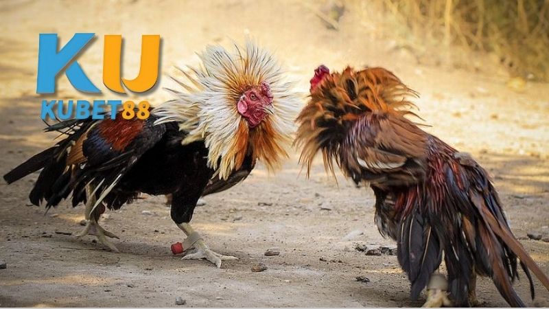 Những vấn đề pháp lý và đạo đức trong đá gà cựa dao