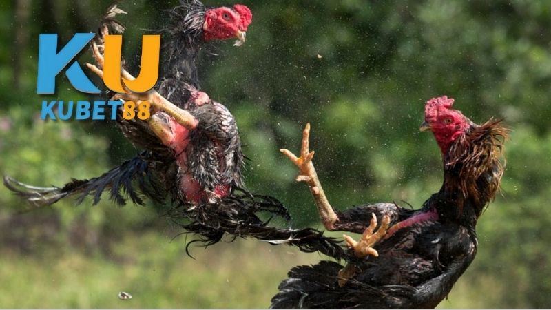 đá gà cựa sắt