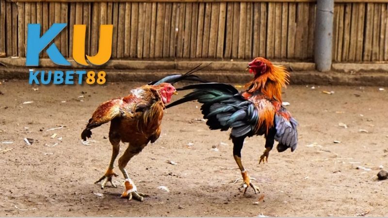 Kỹ thuật chơi đá gà thomo