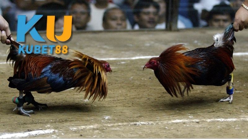 Địa chỉ cụ thể đá gà Thomo ở đâu?