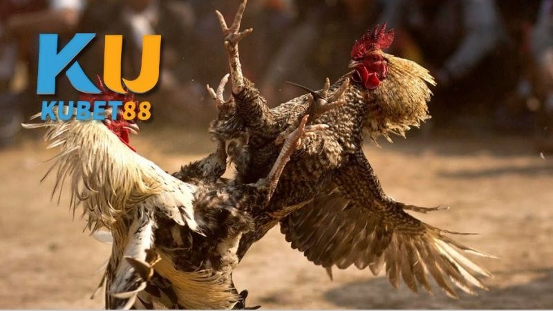 đá gà thomo ở đâu