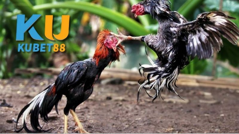 Tổng Quan Về Đá Gà Trực Tiếp