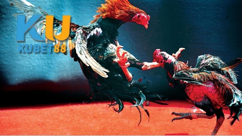 Chiến Thuật Tham Gia Đá Gà Trực Tiếp