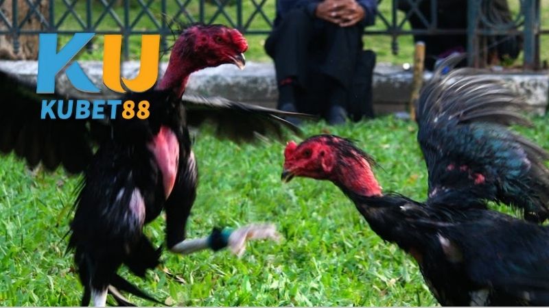 đá gà trực tiếp