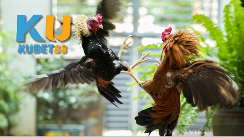Giới thiệu về đá gà cựa sắt