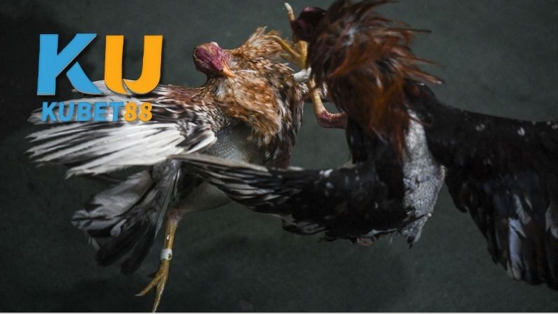 Bí quyết chọn lựa và huấn luyện gà đá cựa sắt hiệu quả