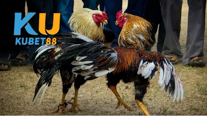 Chiến thuật và kỹ năng thi đấu đá gà cựa sắt