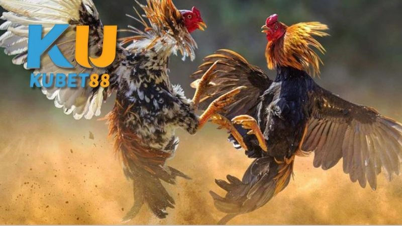 Bí quyết chọn gà đá thomo