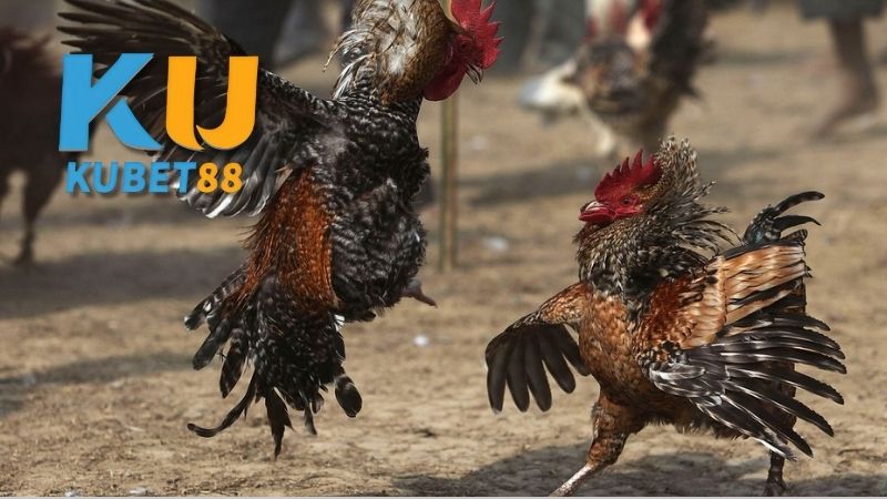Quản Lý Vốn Cược – Bí Quyết Tiết Kiệm Và Sinh Lời