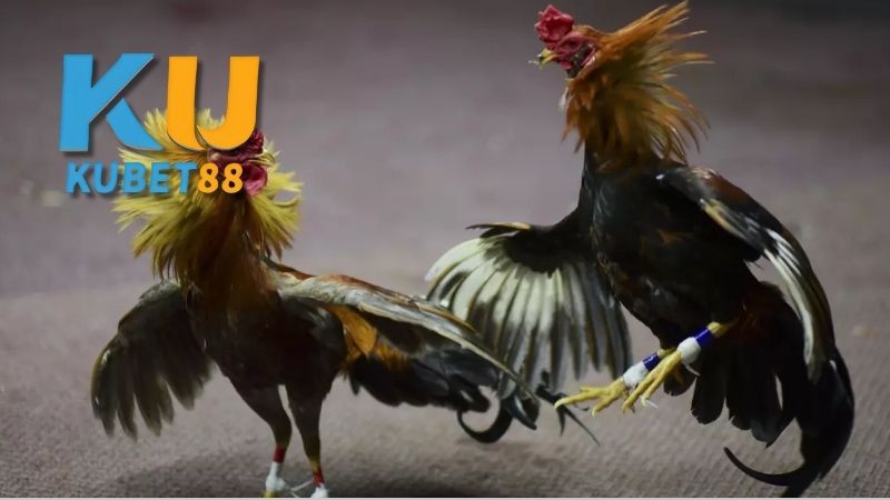 nuôi gà đá có phạm luật