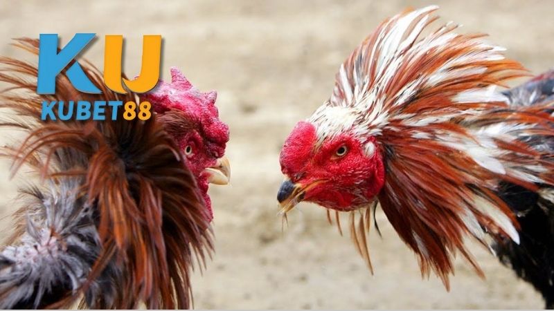 Khám phá ý nghĩa thực sự Wala là gì trong đá gà