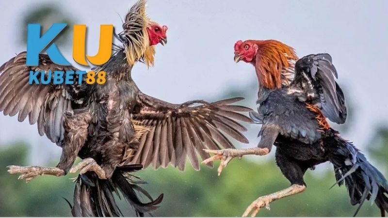Các loại wala phổ biến trong đá gà 